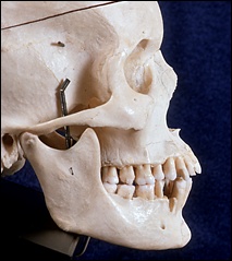 Rhinoplasty tutorial, The nasal spine: page 1 - FacialSurgery.com